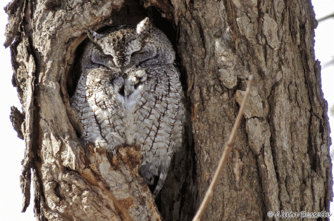 What Do Owls Eat - Definitive Guide to 33 Types of Owls (deep analysis)