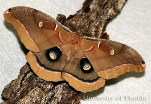 Adult male polyphemus moth - What do moths eat