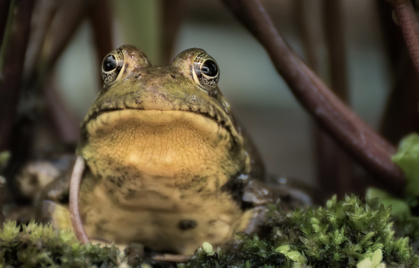 American Bullfrog - what do frogs eat