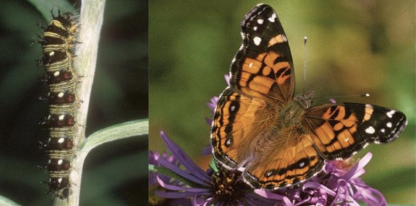 American Lady caterpillar - what do butterflies eat