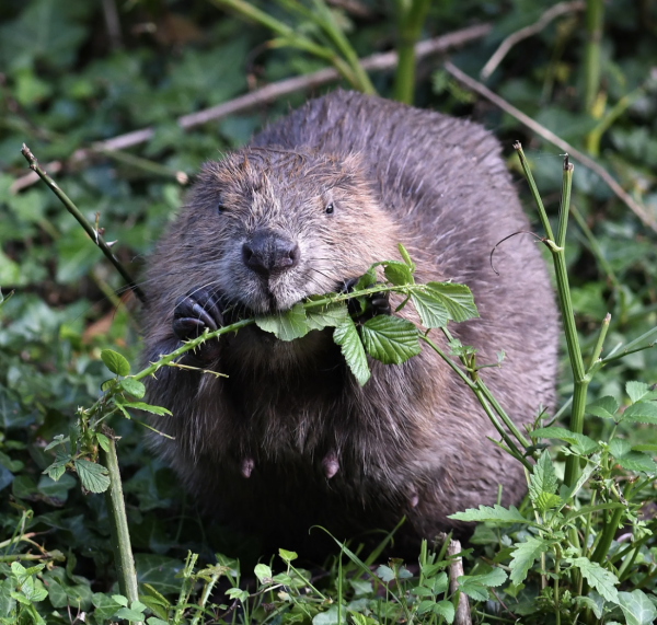 What Do Beavers Eat - Definitive Guide • Animals Diet