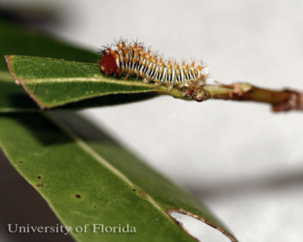 First instar larva of polyphemus moth - what do moths eat