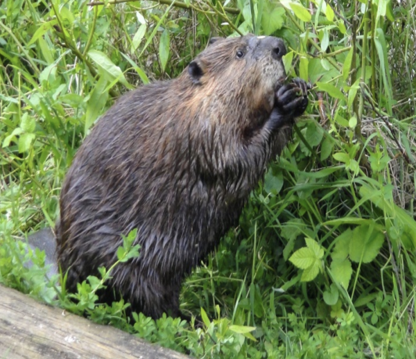 What Do Beavers Eat - Definitive Guide • Animals Diet