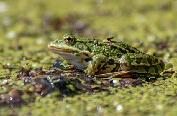 Northern Leopard Frog - what do frogs eat