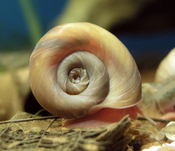Red Ramshorn Snail - What do snails eat