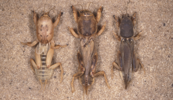 mole cricket species - what do crickets eat