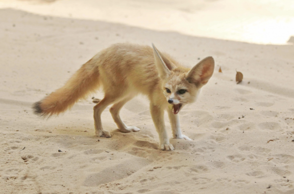 Fennec fox - what do foxes eat