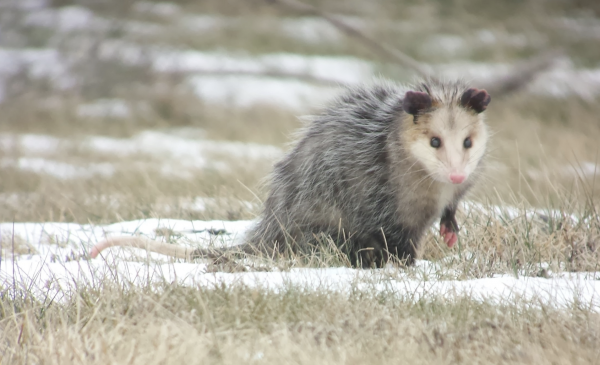 Virginia opossums - what do possums eat